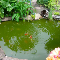 Un bassin dans le jardin apporte l'abondance.